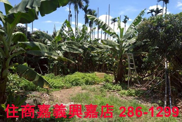 嘉義番路農地-4