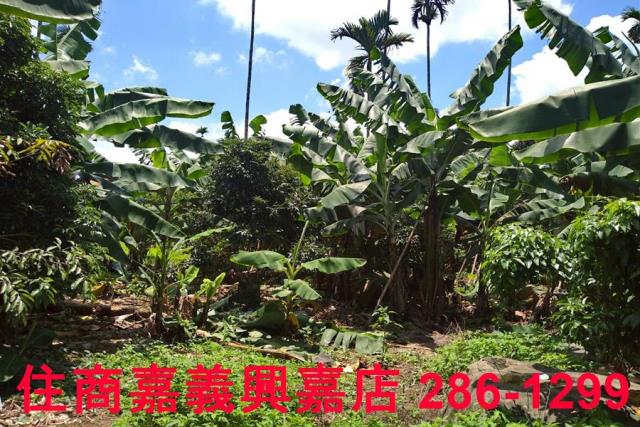 嘉義番路農地-7