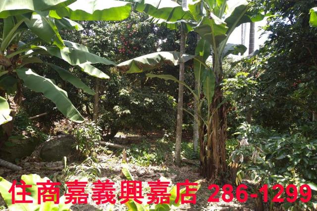 嘉義番路農地-8