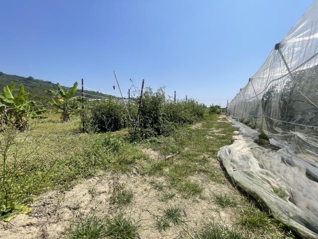 岡山農地-7