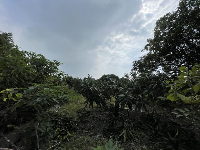 岡山農地-5