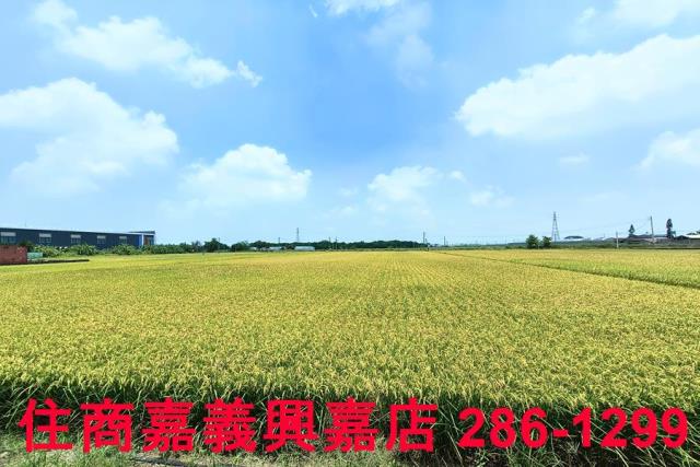 嘉義新港農地-4