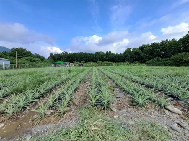 萬巒農地-6