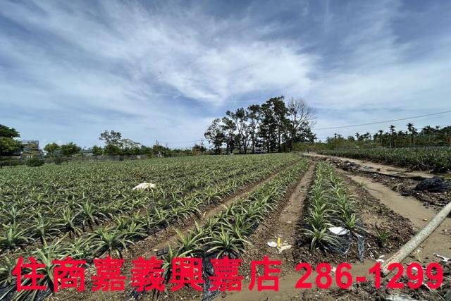 中埔農地-10