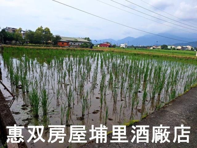 南投埔里農地-5