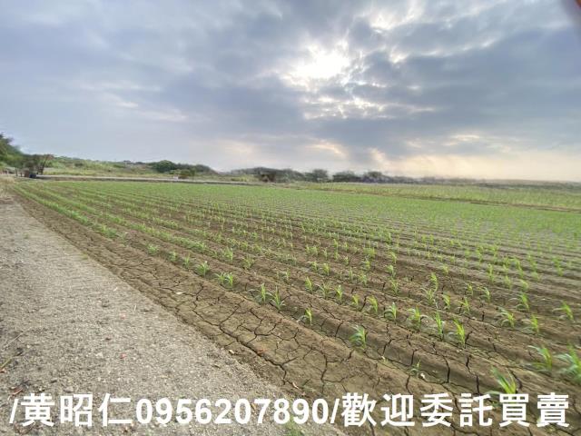 新市農地-3