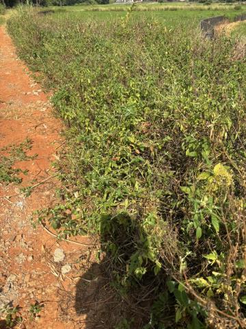 桃園楊梅農地-1