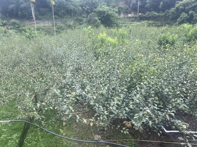 東勢農地-2
