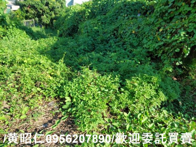 善化建地-3