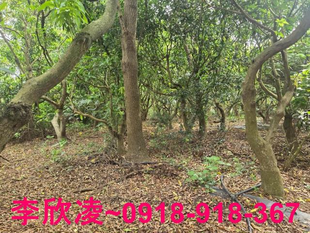 嘉義六腳農地-3