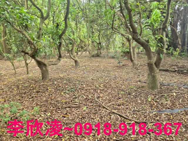 嘉義六腳農地-5