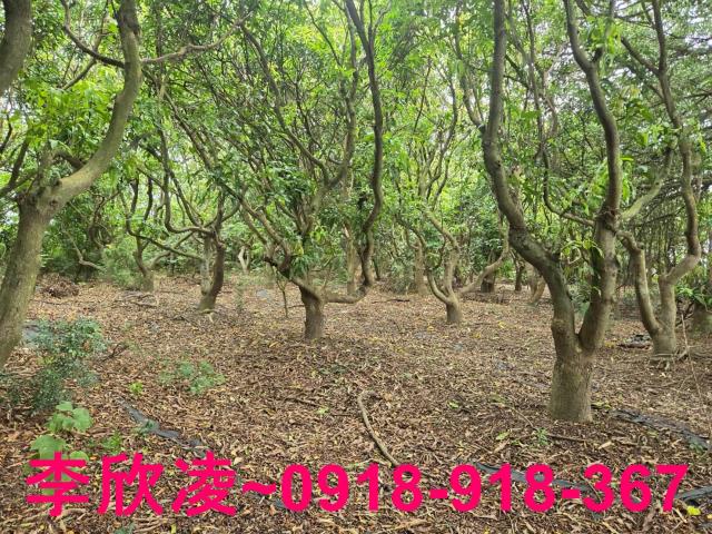 嘉義六腳農地-6