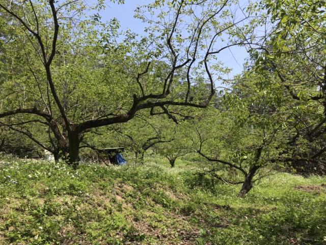 新竹竹東農地-2