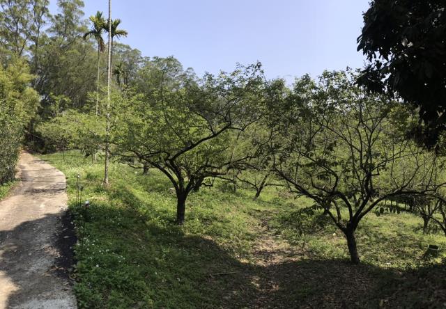 新竹竹東農地-3