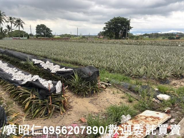 台南農地-1