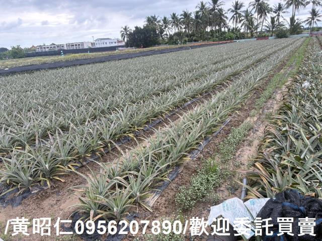 台南農地-3
