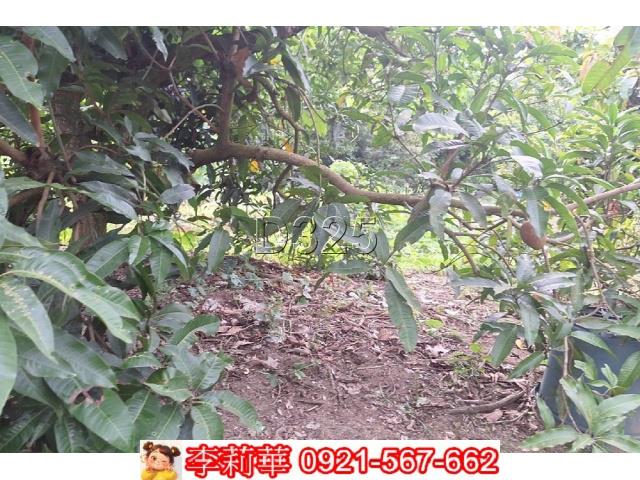 台南農地-10