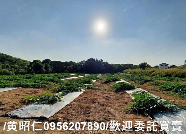 台南大內農地-1