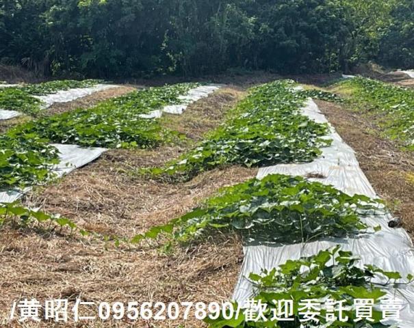 台南大內農地-6