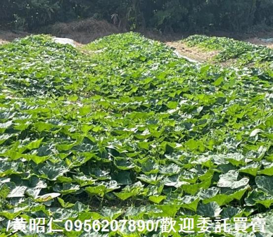 台南大內農地-7