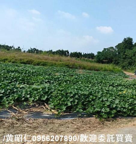 台南大內農地-8