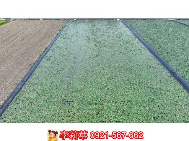 台南麻豆農地-1