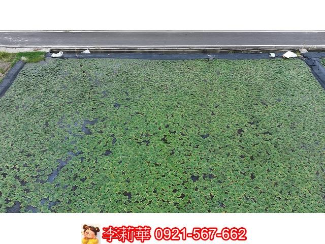 台南麻豆農地-4