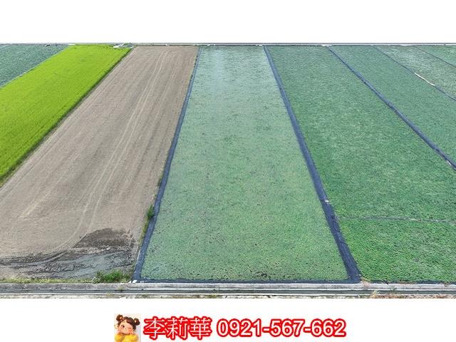台南麻豆農地-7