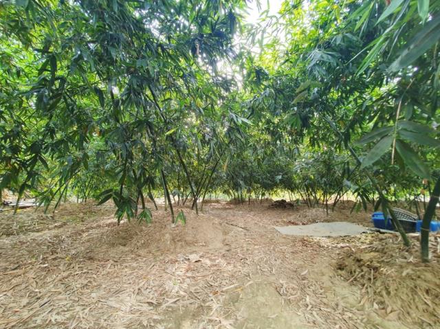 台南歸仁農地-6