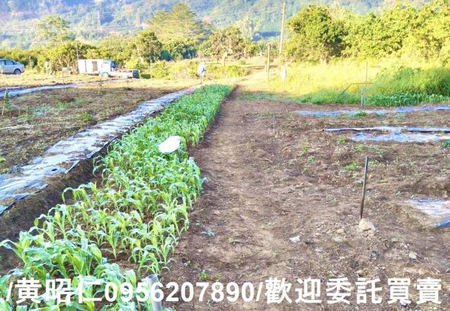 台南楠西農地-1