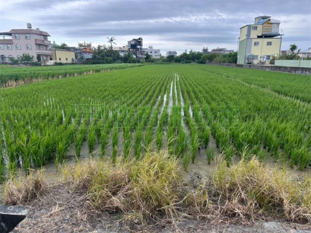 高雄橋頭農地-6