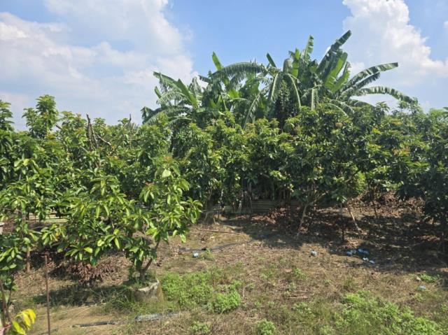 台南玉井農地-9