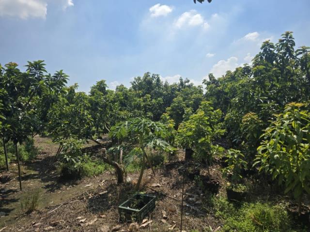 台南玉井農地-11