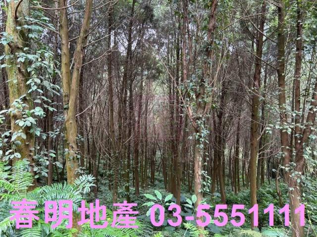 新竹橫山農地-10