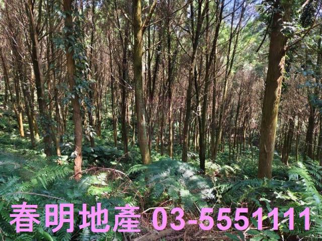 新竹橫山農地-4