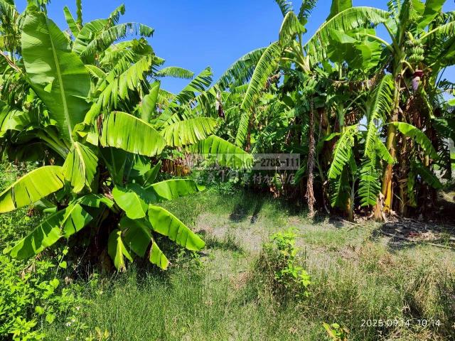 雲林四湖建地-8