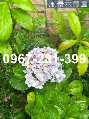 苗栗頭份農地-10