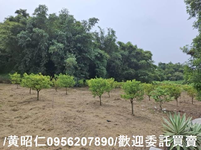 台南新化農地-1