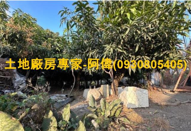 高雄林園農地-0