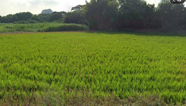 桃園農地-2