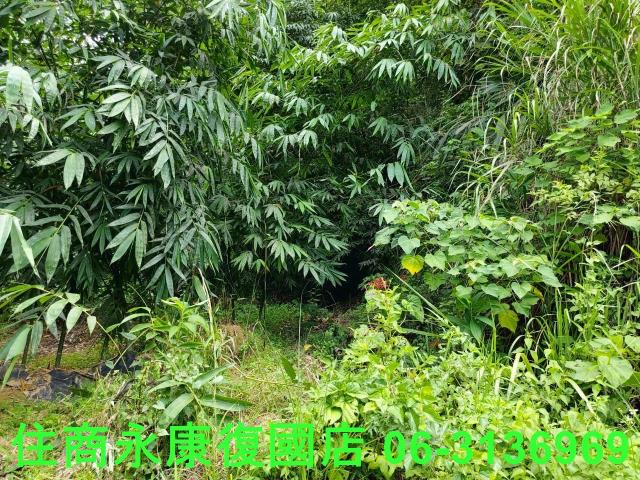 台南左鎮農地-11