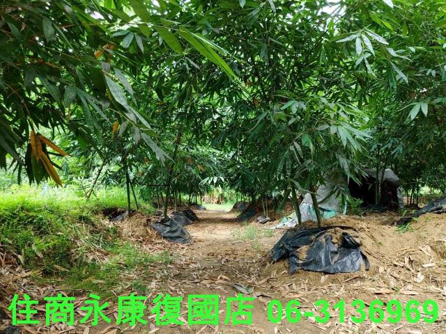 台南左鎮農地-9