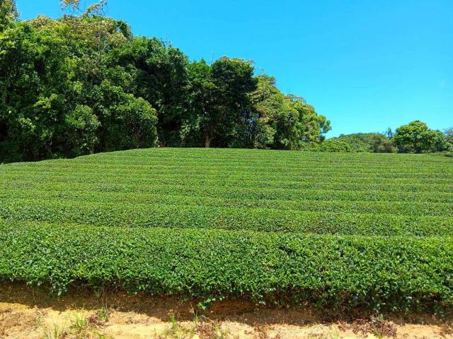 桃園龍潭農地-0