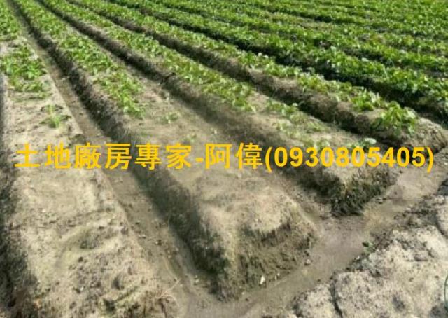 高雄大寮農地-0