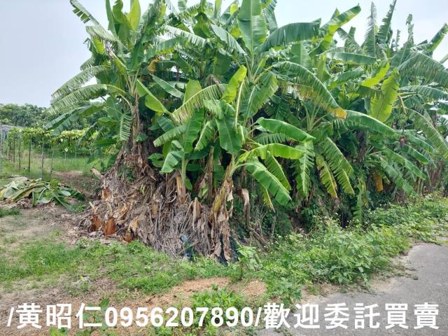 台南七股農地-2