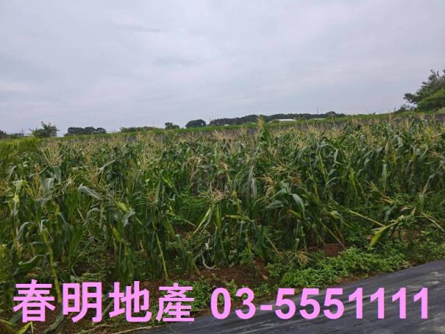 新竹新豐農地-4