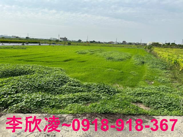 朴子農地-0
