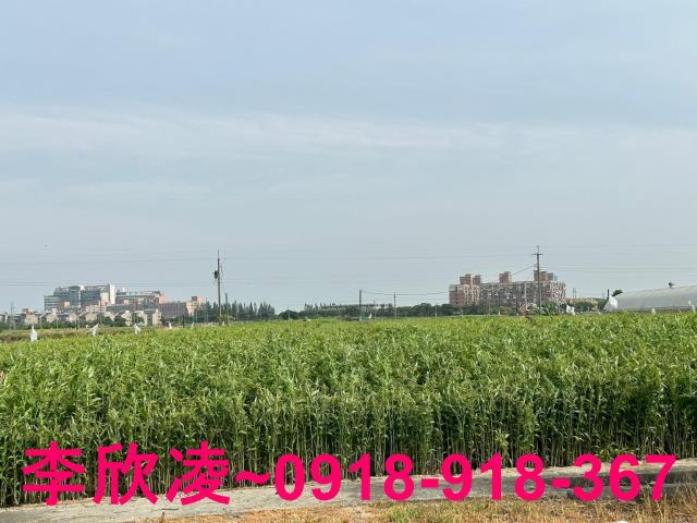 朴子農地-2