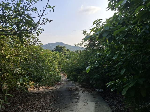 高雄阿蓮農地-3