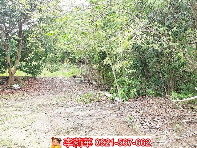 高雄田寮農地-9